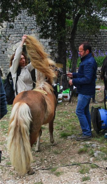 Coiffeur poney