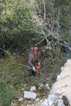 Olivier à la tronçonneuse