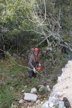 Olivier à la tronçonneuse